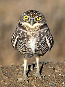 the-bay-rules-burrowing-owl Burrowing Owl