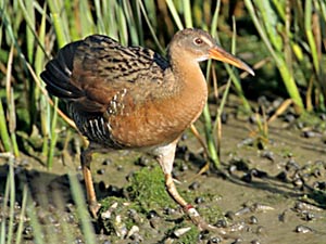 the-bay-rules-clapper-rail.jpg Endangered light-footed clapper rail