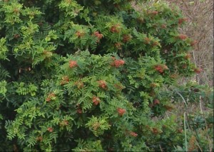 Big Canyon - brazilian pepper