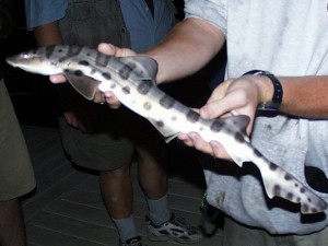 education-sharkmobile-leopard-shark Leopard Shark from the Back Bay