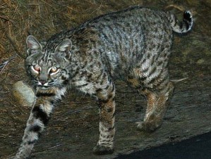 research-wildlife-monitoring-bobcat Bobcat recorded by motion-activated camera