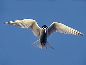wildlife-birds-least-tern.jpg