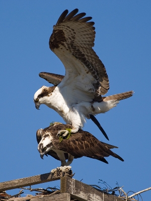wildlife-birds-osprey-mating Osprey Mating