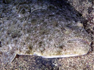 wildlife-fish-california-halibut California Halibut