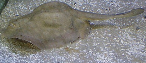 wildlife-fish-round-stingray Round Stingray