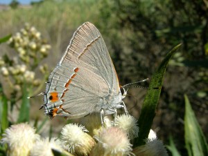 wildlife-insects-butterfly-common-hairstreak Common hairstreak