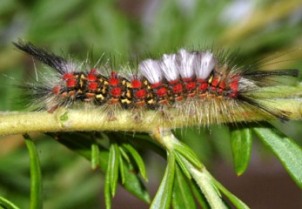 wildlife-insects -moths-wtussock-caterpillar Western tussock moth caterpillar