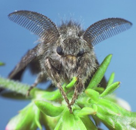 wildlife-insects -moths-wtussock-male Western tussock moth male