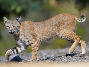 wildlife-mammals-bobcat Bobcat