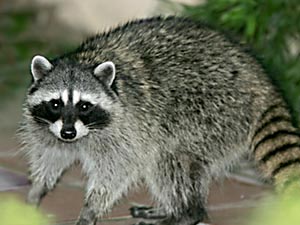 wildlife-mammals.raccoon.jpg