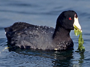 wildlife-marine-life-coot-ulva American coot feeding on sea lettuce