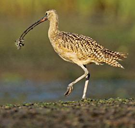 wildlife-marine-life-curlew.jpg Long-billed curlew with crab in bill