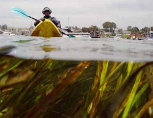 wildlife-marine-life-eelgrass Eelgrass in Lower Bay