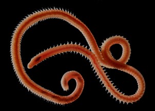 wildlife-marine-life-lumbrinerid-worm Lumbrinerid Worm