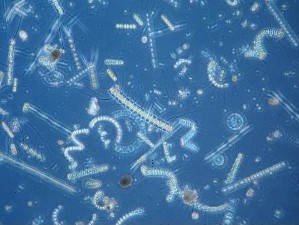 wildlife-marine-life-microscopic-plankton Microscopic Plankton