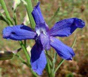 wildlife-plants-delphinium Delphinium