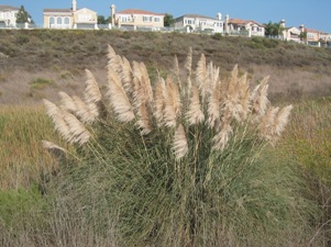 wildlife-plants-pampas-grass Pampas Grass