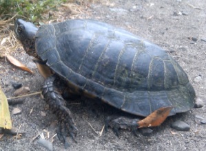 wildlife-reptiles-western-pond-turtle Western Pond Turtle