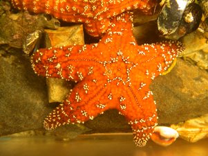 wildlife-marine-life-seastar Sea Star