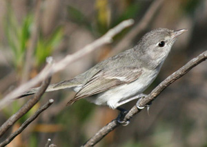 bells-vireo300x214 Least Bell's Vireo