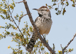 Coastal Cactus Wren