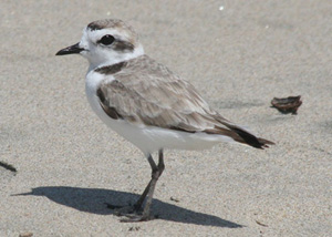 snowy-plover300x214 Snowy Plover